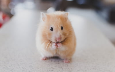 Ongedierte bestrijden in je keuken? Wij geven je vijf tips!