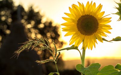 Geniet van de zomer met een overkapping in Assen