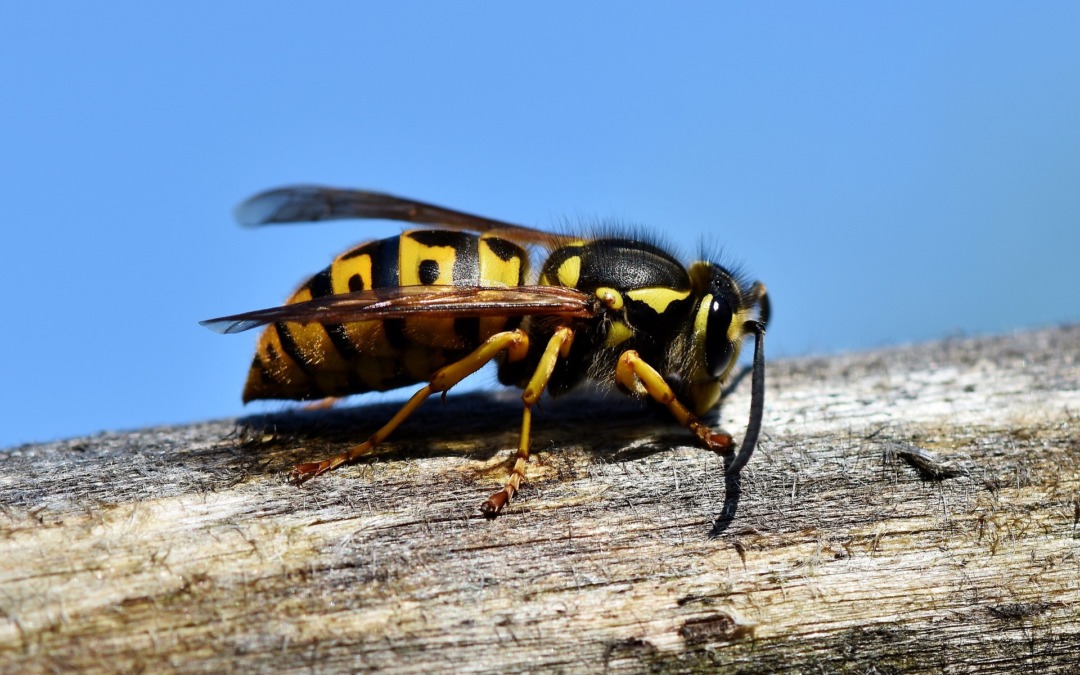 Wanneer is het veilig om een leeg wespennest te verwijderen?